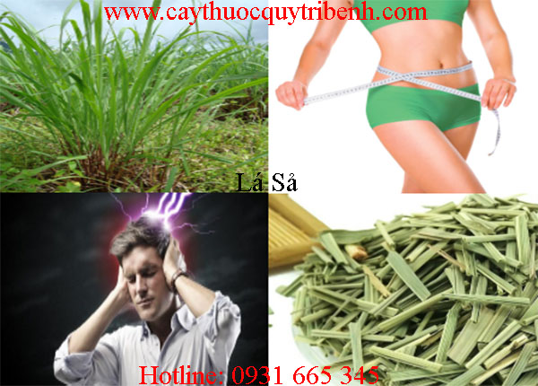 mua-la-sa-o-dau-tai-tp-hcm