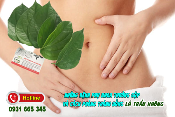 lá trầu không thảo dược thanh bình