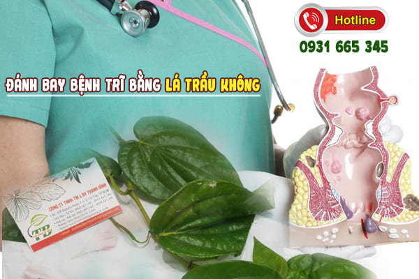 lá trầu không thảo dược thanh bình