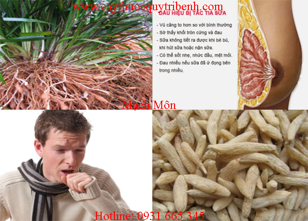 mạch môn