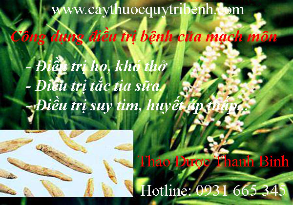 mạch môn
