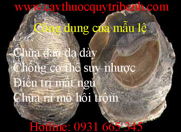 mua-mau-le-o-dau-tai-tp-hcm-uy-tin