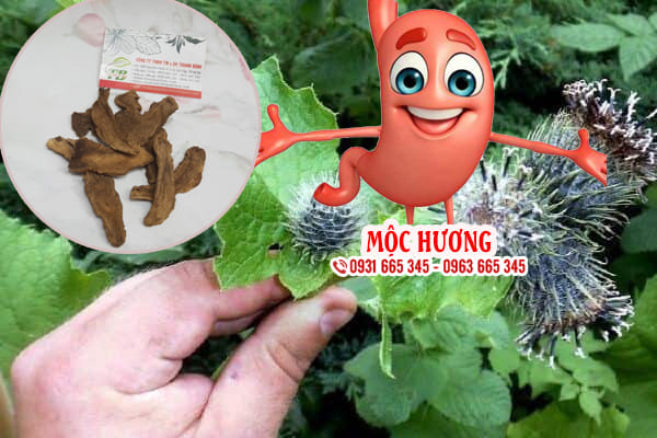 mộc hương thảo dược thanh bình