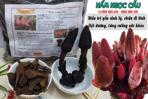 nấm ngọc cẩu Thảo Dược Thanh Bình