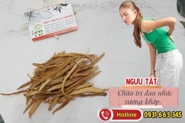ngưu tất Thảo Dược Thanh Bình