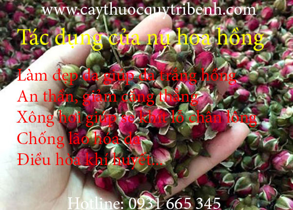 nụ hoa hồng