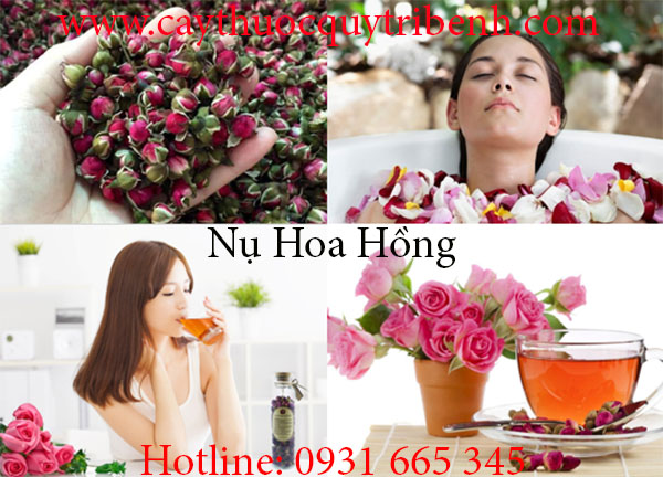 nụ hoa hồng