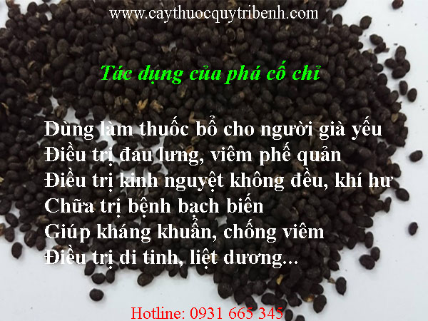 phá cố chỉ