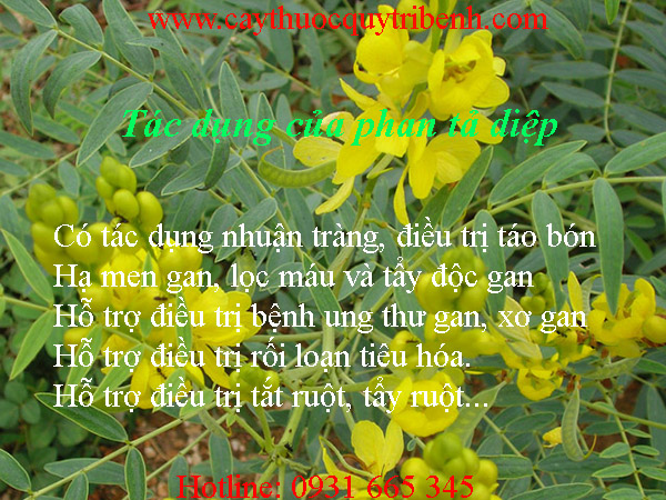 mua-phan-ta-diep-o-dau-tai-tp-hcm-uy-tin-nhat