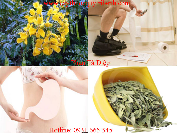 mua-phan-ta-diep-o-dau-tai-tp-hcm-uy-tin