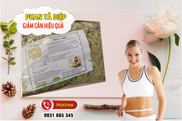 phan tả diệp Thảo Dược Thanh Bình