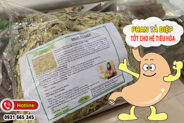 phan tả diệp Thảo Dược Thanh Bình