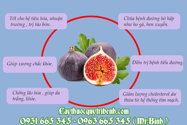 quả sung Mỹ