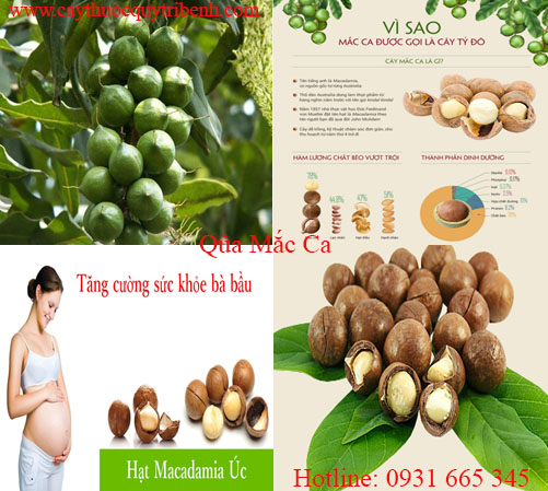 quả mắc ca