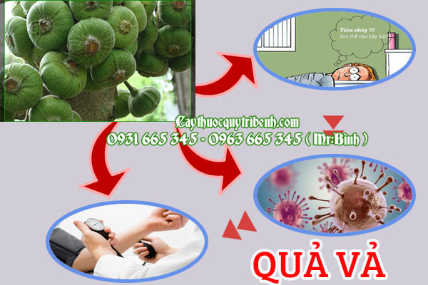 quả vả