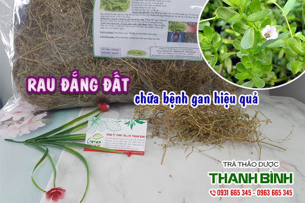 Rau đắng đất