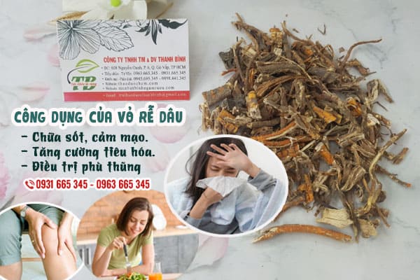 rễ dâu tang bạch bì thảo dược thanh bình
