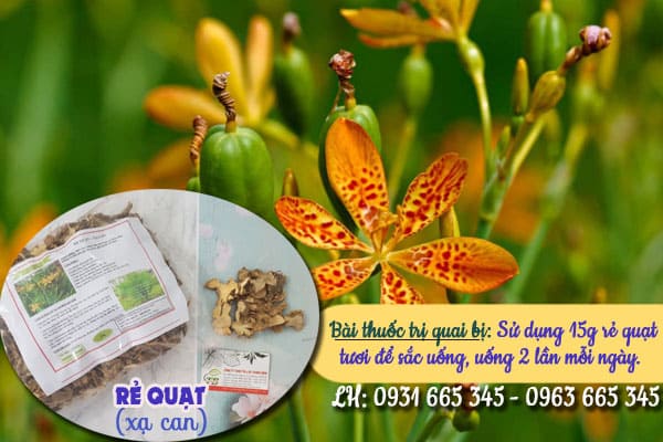 cây rẻ quạt xạ can thảo dược thanh bình