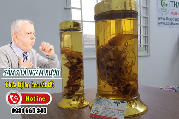 sâm 7 lá thảo dược thanh bình
