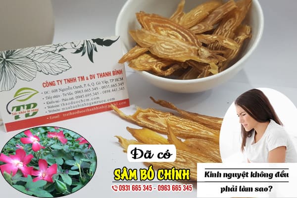 sâm bố chính thảo dược thanh bình