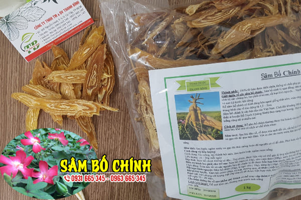 sâm bố chính thảo dược thanh bình