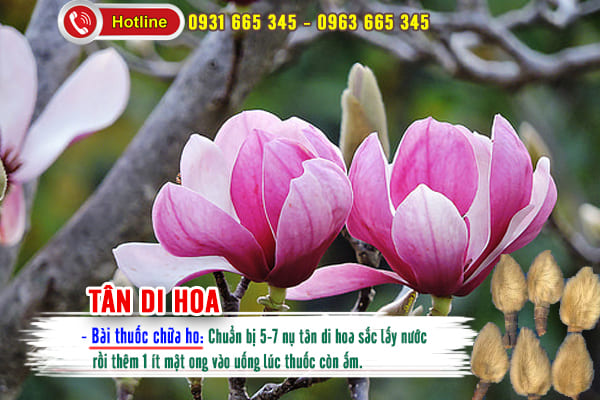tân di hoa thảo dược thanh bình