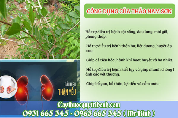 thảo nam sơn