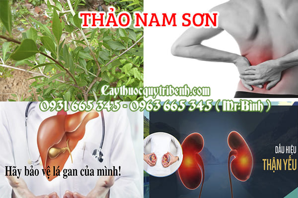 thảo nam sơn