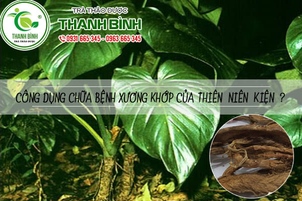cây thiên niên kiện thảo dược thanh bình