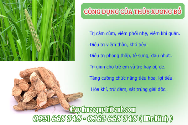 thuỷ xương bồ