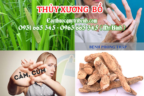 thủy xương bồ