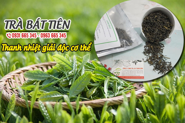 trà bát tiên thảo dược thanh bình