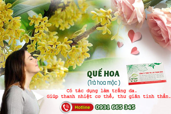 quế hoa (trà hoa mộc) Thảo Dược Thanh Bình
