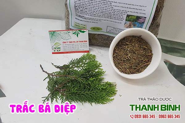 trắc bá diệp thảo dược thanh bình