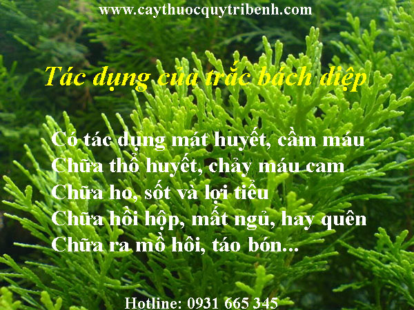 mua-trac-bach-diep-o-dau-tai-tp-hcm-uy-tin-nhat