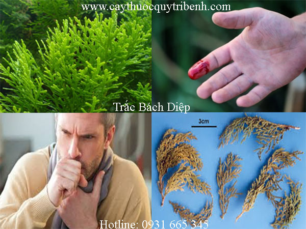 mua-trac-bach-diep-o-dau-tai-tp-hcm