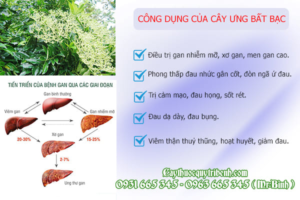 ưng bất bạc