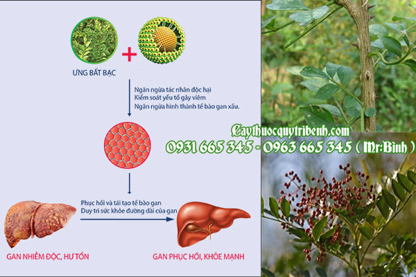 ưng bất bạc