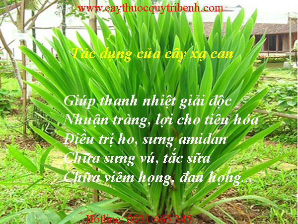 xạ can