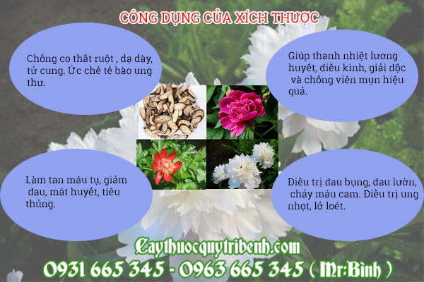 xích thược