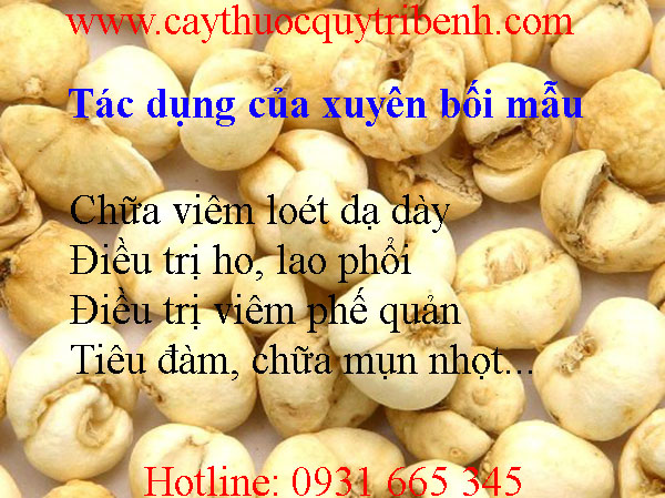 mua-xuyen-boi-mau-o-dau-tai-tp-hcm-uy-tin-nhat