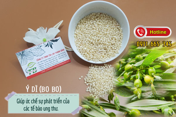 ý dĩ (bo bo) Thảo Dược Thanh Bình