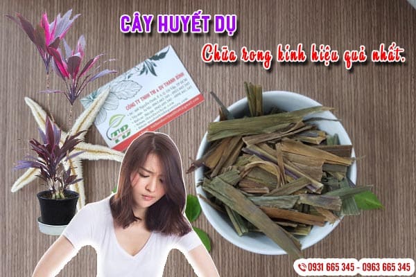 cây huyết dụ thảo dược thanh bình