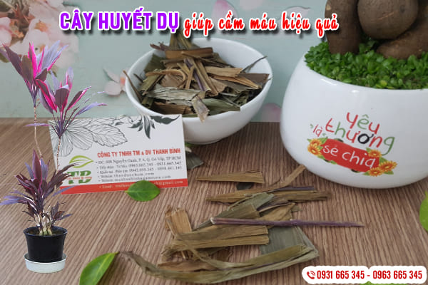 cây huyết dụ thảo dược thanh bình