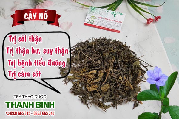 Cây nổ Thảo dược Thanh Bình