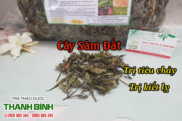 Sâm đất thảo dược Thanh Bình