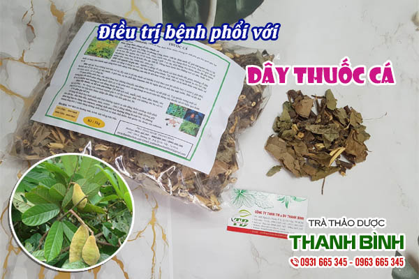 Dây thuốc cá Thảo dược Thanh Bình