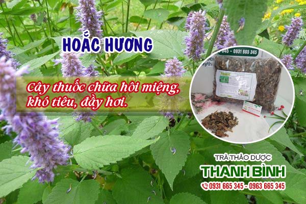 Hoắc hương Thảo dược Thanh Bình