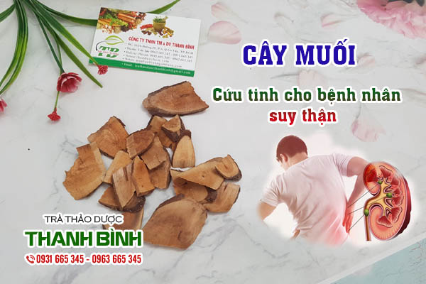 Cây muối Thảo dược Thanh Bình