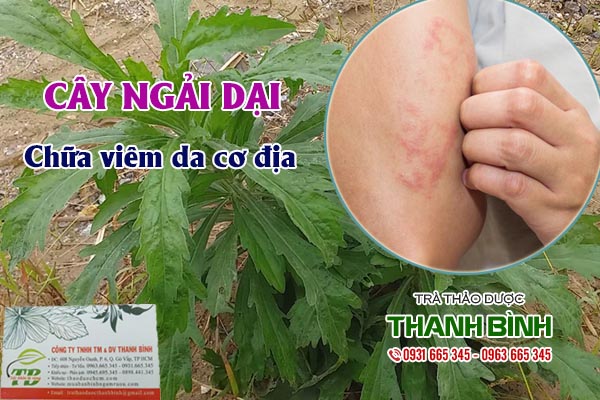 Cây ngải dại Thảo dược Thanh Bình